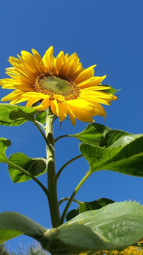 тапети plant, flower