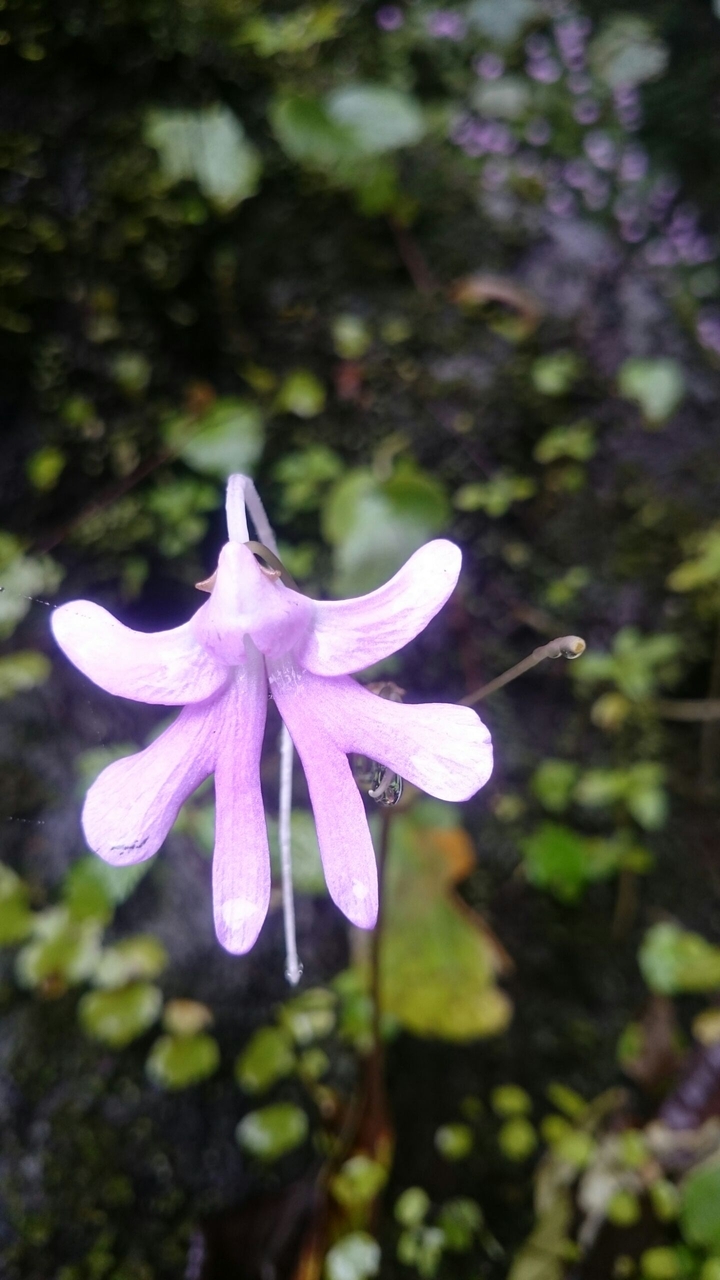 flower ♧