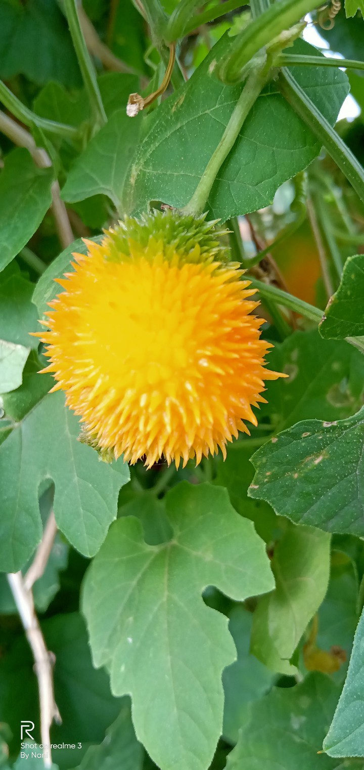 fruit