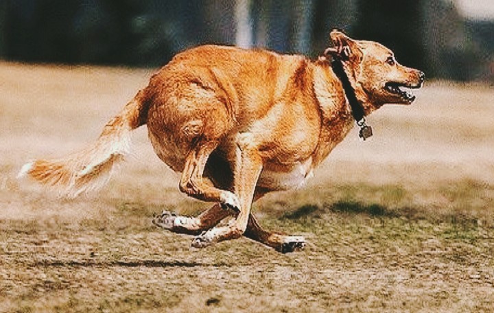 running dog