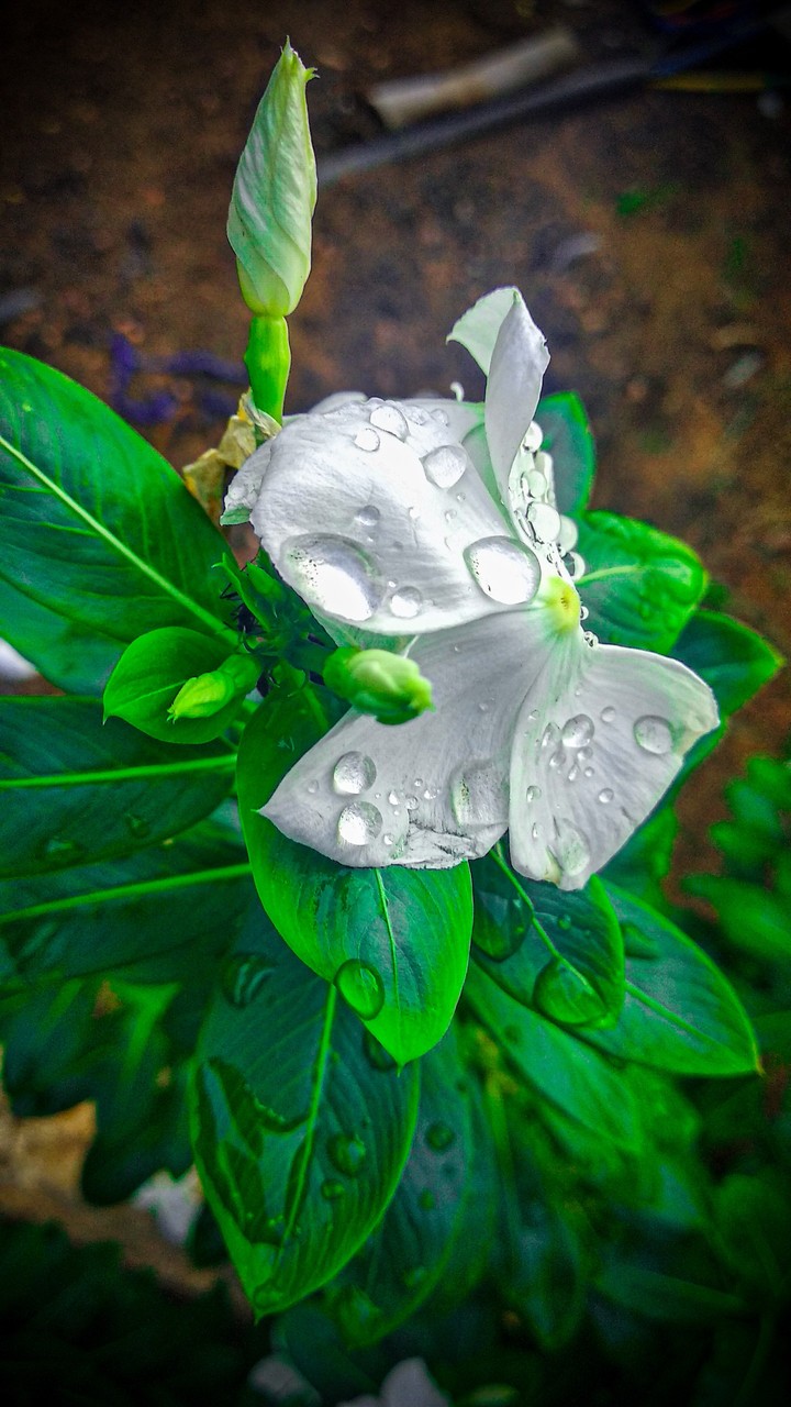 rain flower
