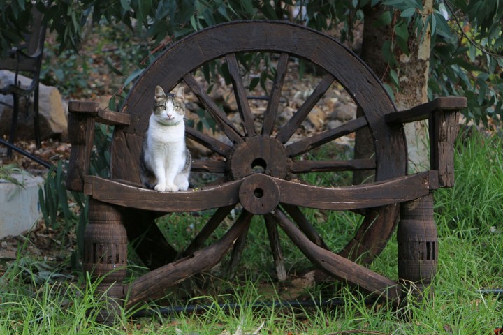 A lovely cat