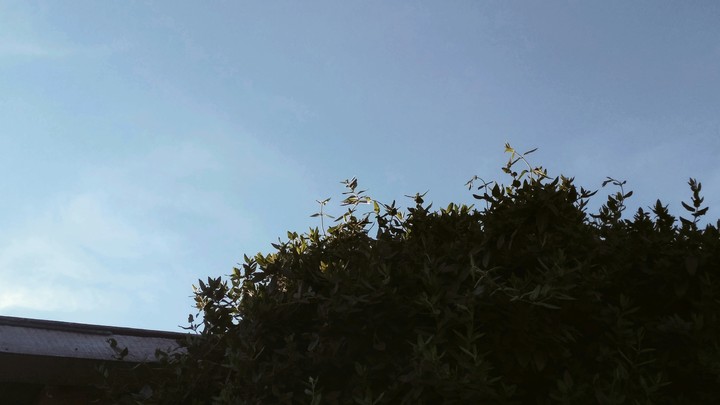 Skylongbool