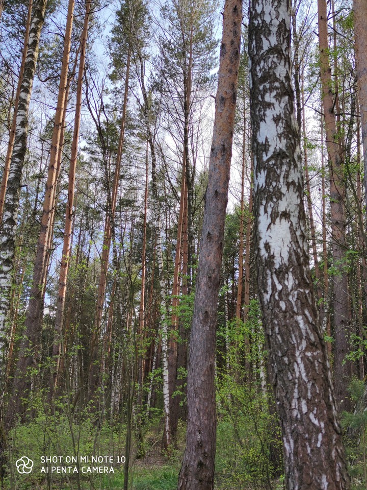 лес
