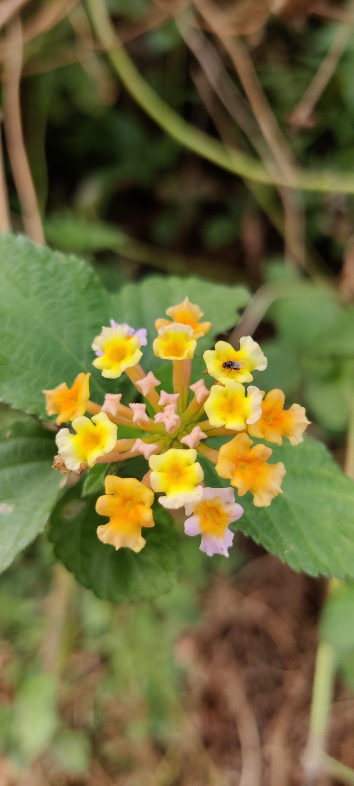 yellow flower