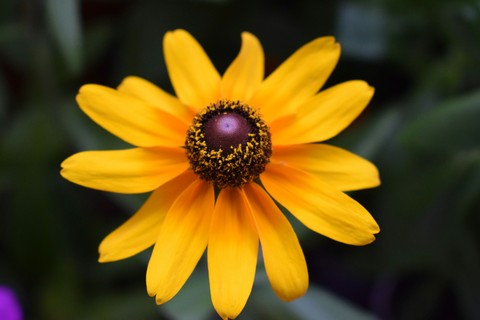 flora, yellow桌布