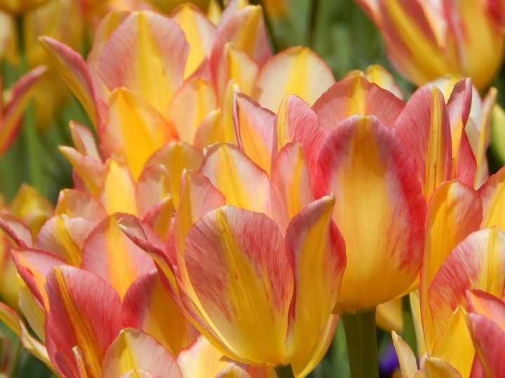 Tulips
