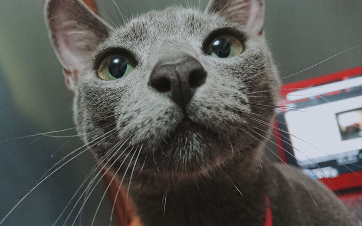 My kitty