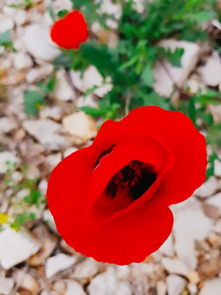 ⚘