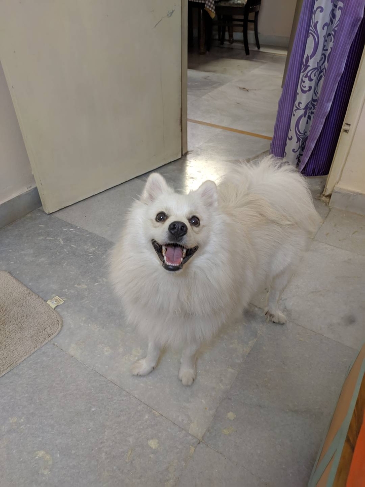 Give my treat