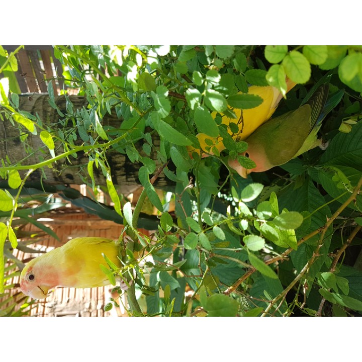 natureza