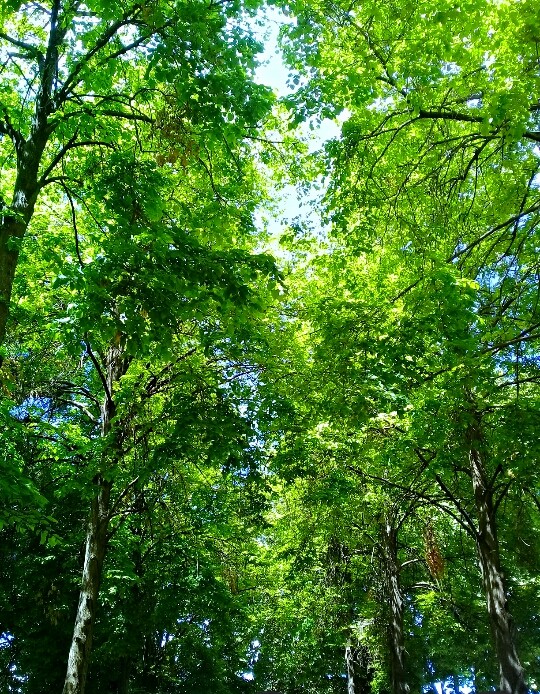 Sabor a primavera..