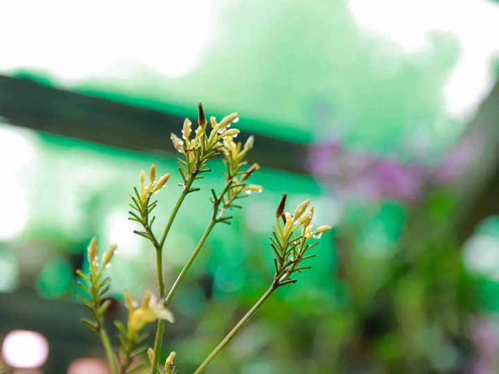 Flower in ranny day