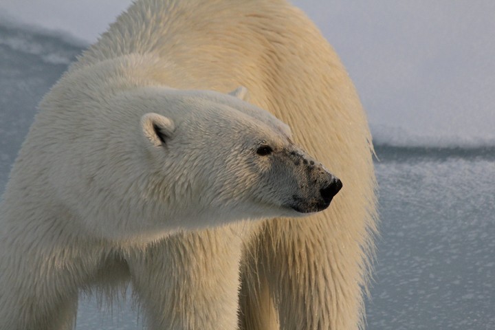Polar Bear