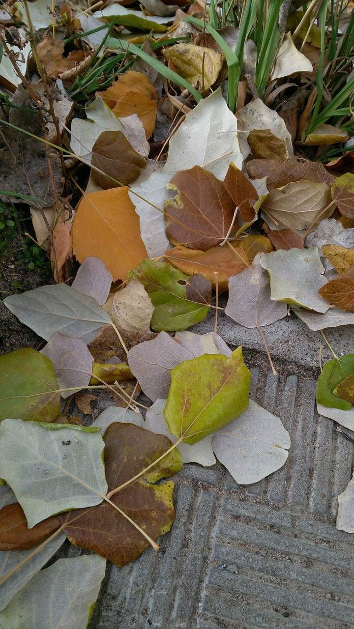 leaves