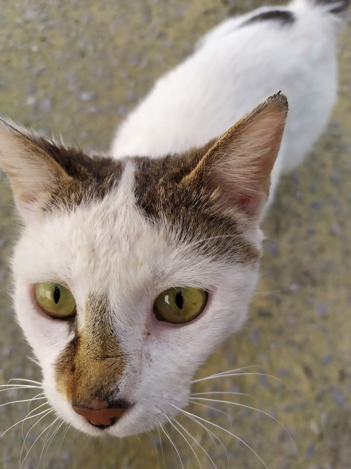 _those green eyes_