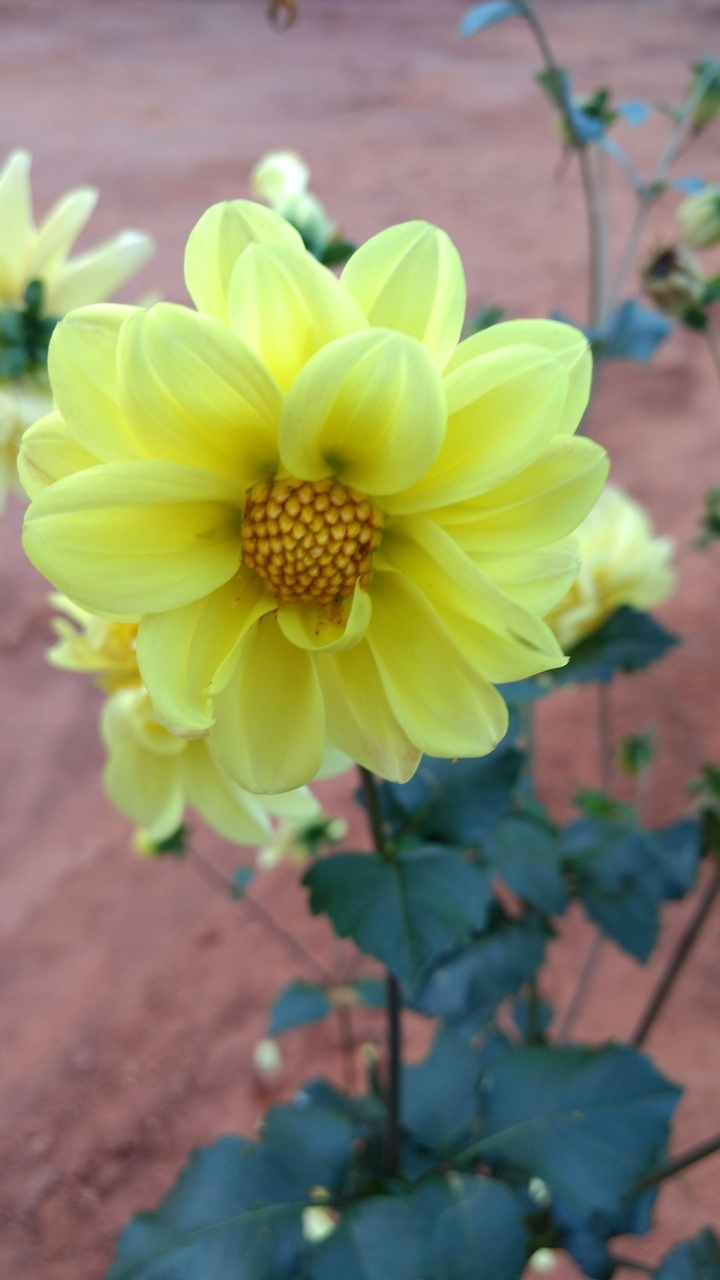 flor amarela