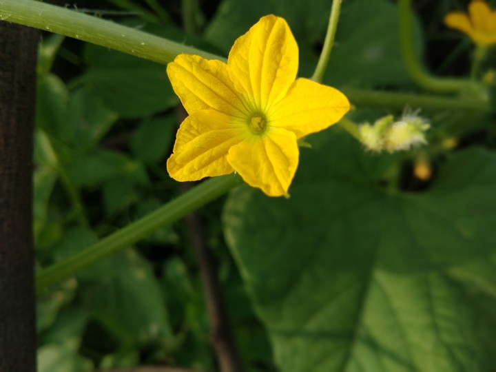 yellow flower