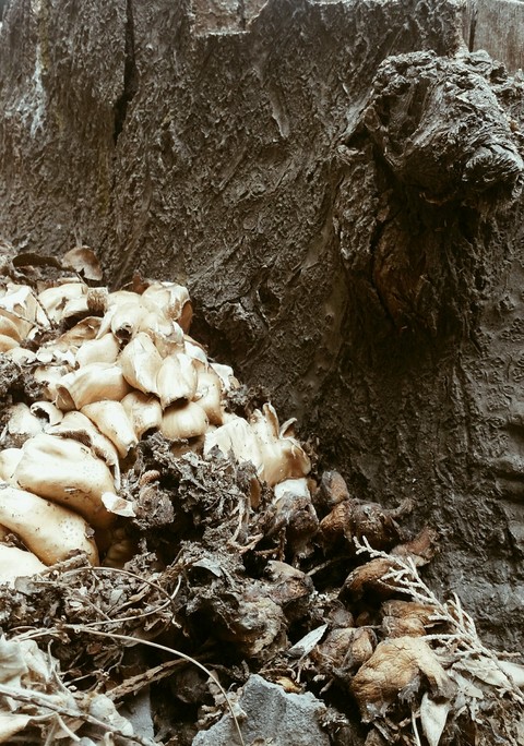 Fungus