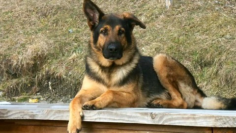 Shepherd