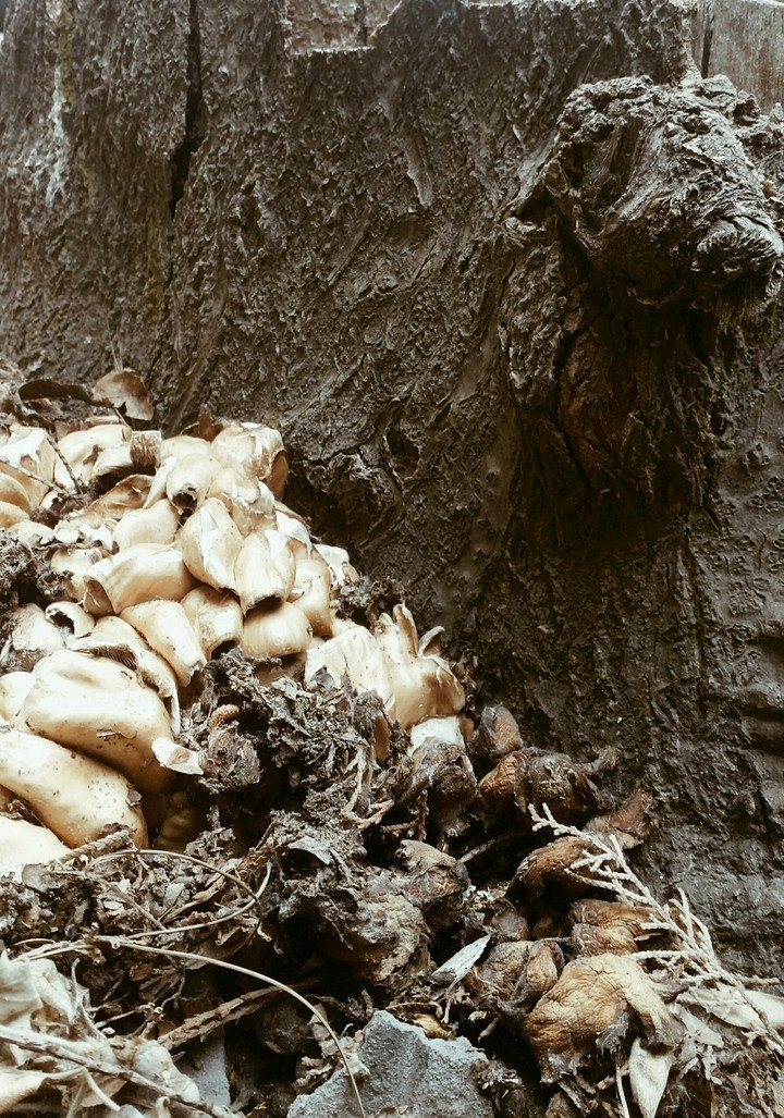 Fungus