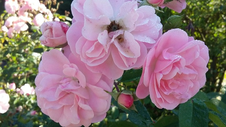 Rosy