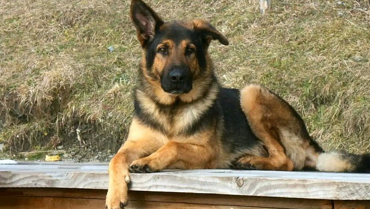 Shepherd