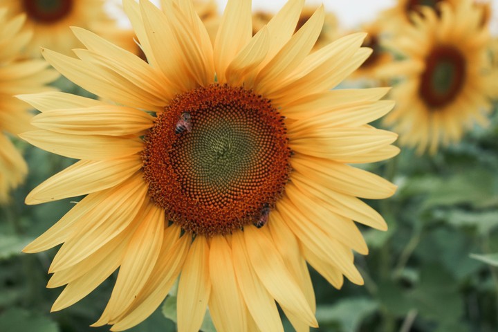 Sunflower