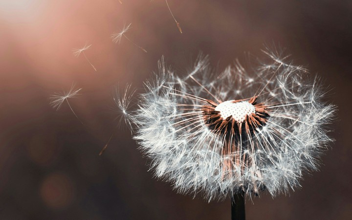 Dandelion Flower