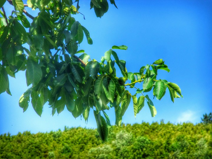 Summer Green