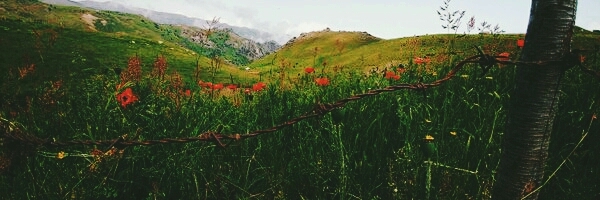 دشت شقایق