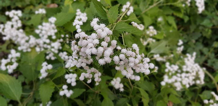 white flower