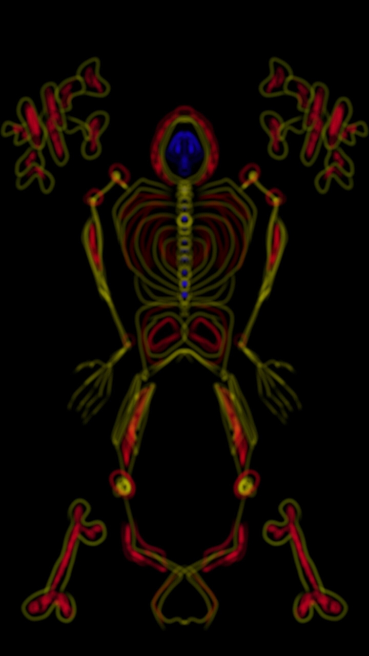 skeleton