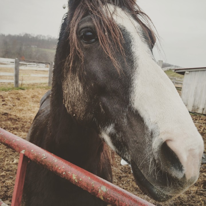 Horse