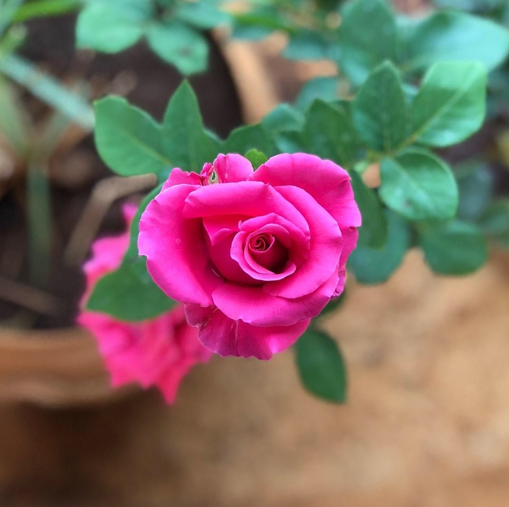 Rose