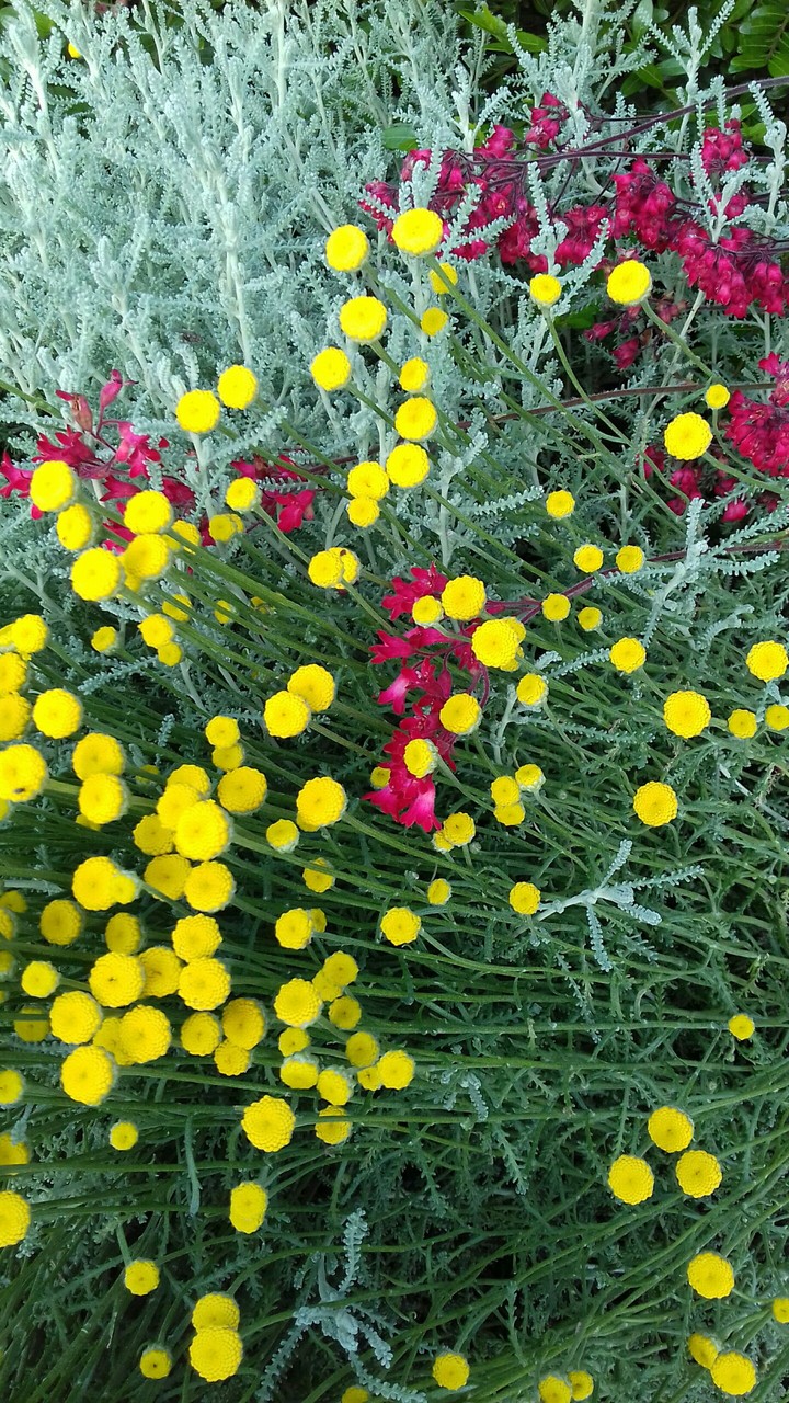 multicolour flowers
