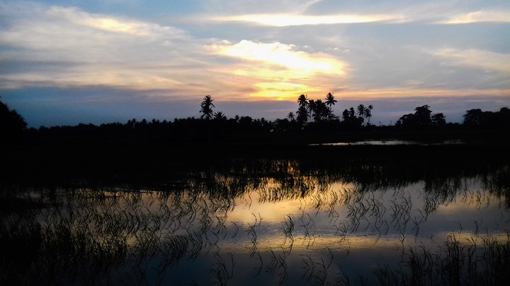 Hometown with paddy field.