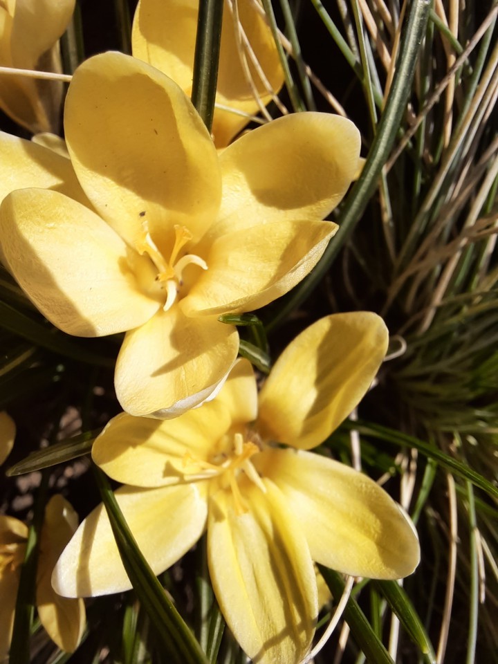 yellow flower ?