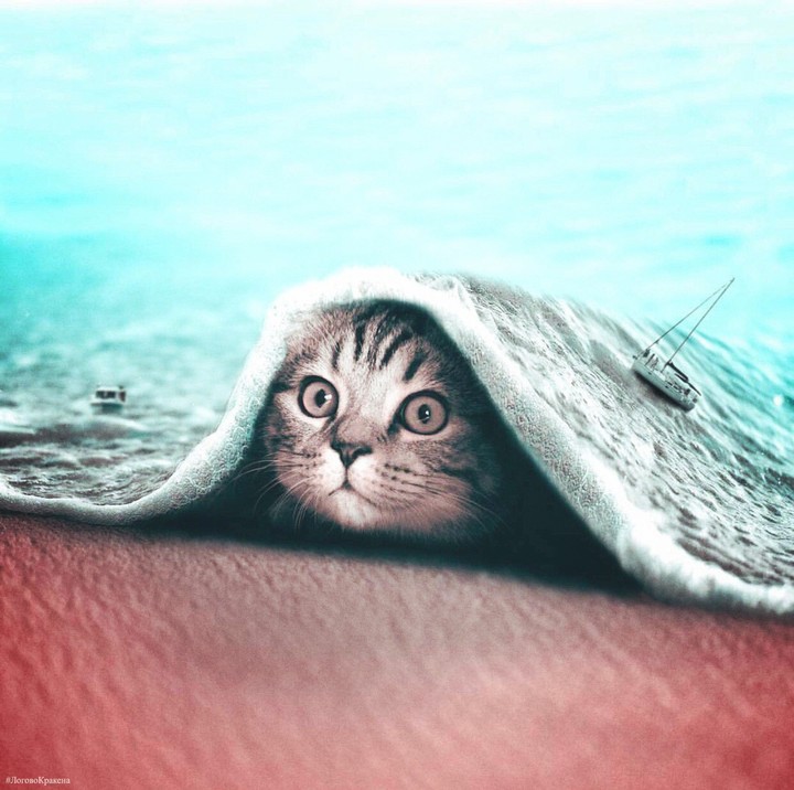 котик укрылся морем) милота