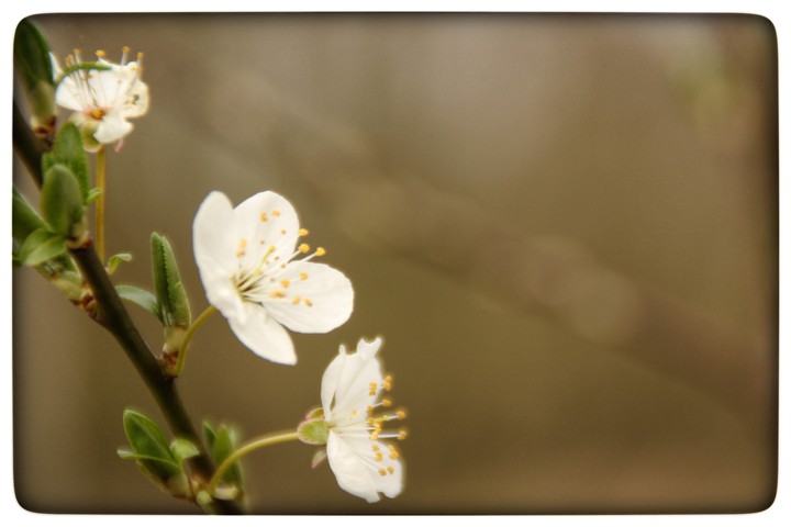 blossoms