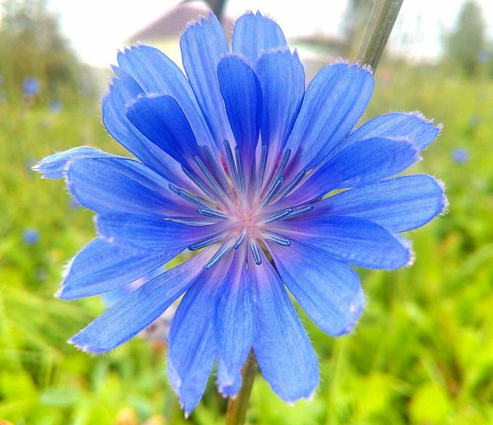 blue flower