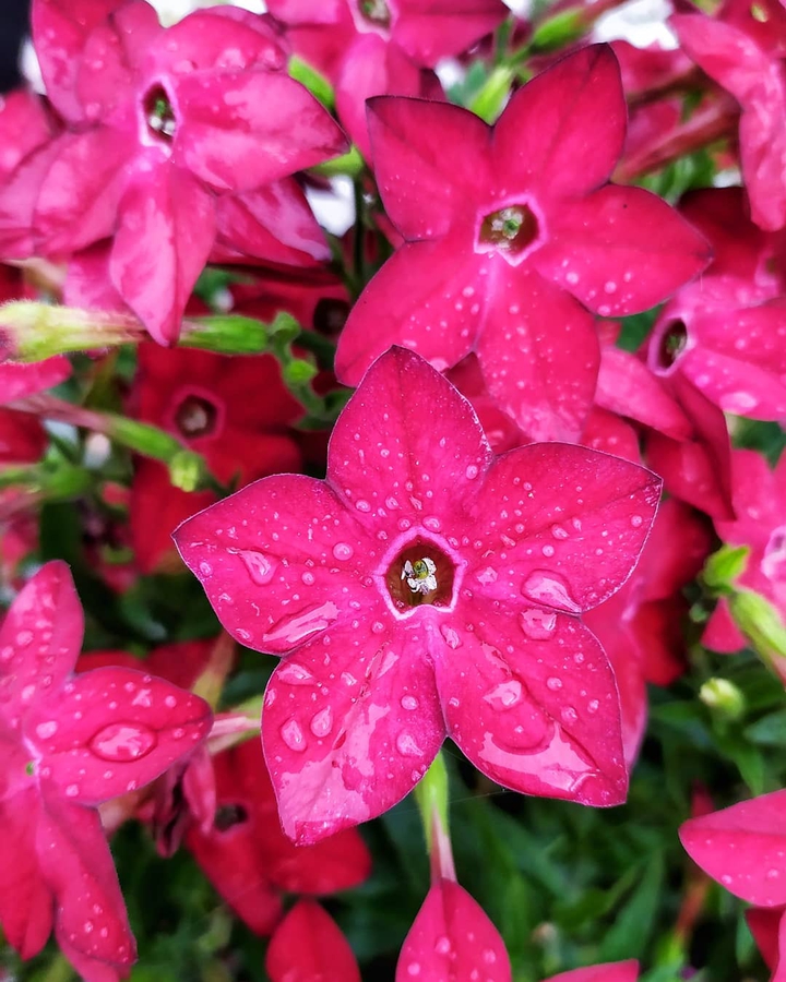 rain