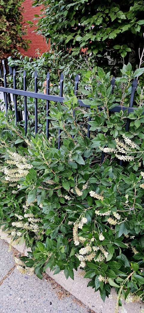 plants, herb duvar kağıtları