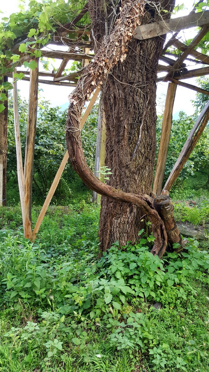 Nature