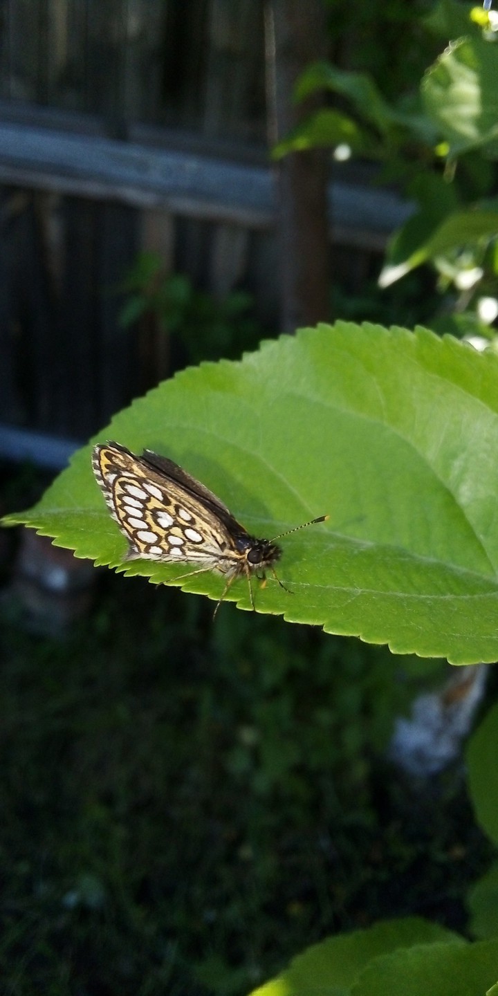 batterfly
