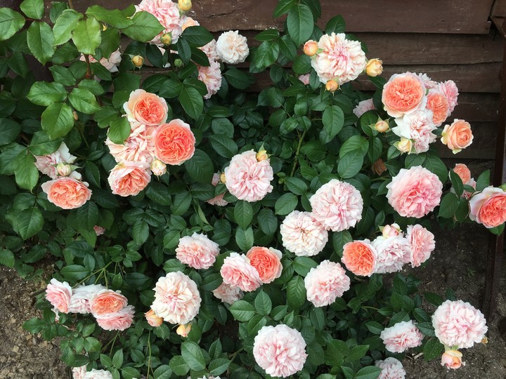 Garden roses