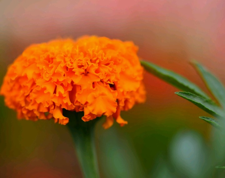 Marigold