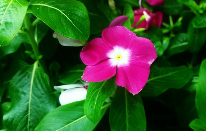 Flor rosa