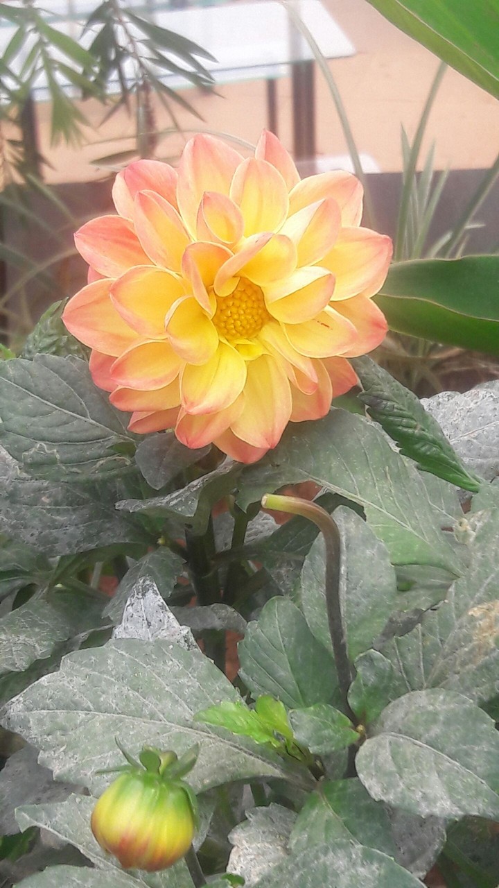 yellow flower