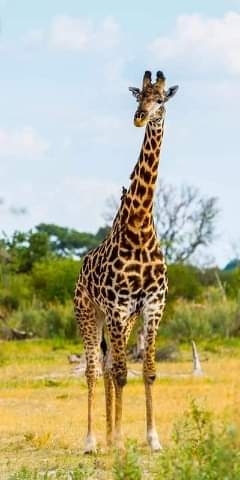Giraffe